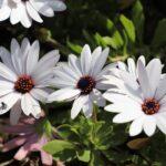 Cannes Escapade: Your Ultimate Travel Guide to the Glamorous French Riviera Experience